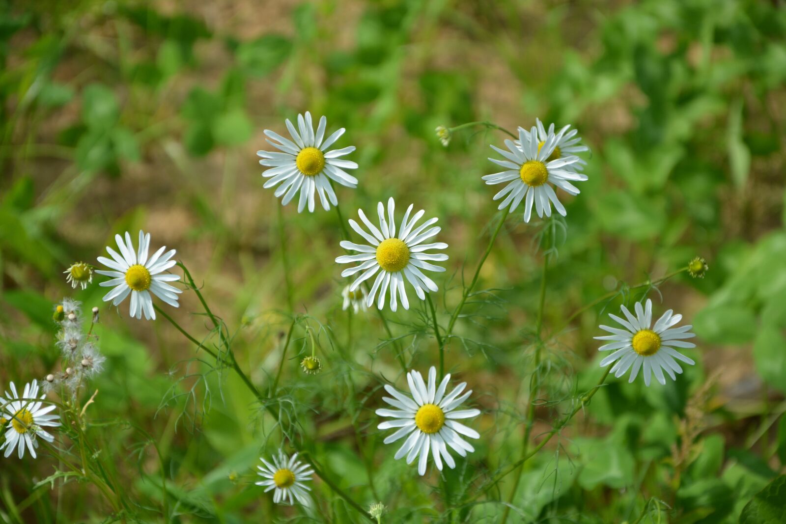 Nikon D5200 sample photo. Daisies, white flowers, garden photography