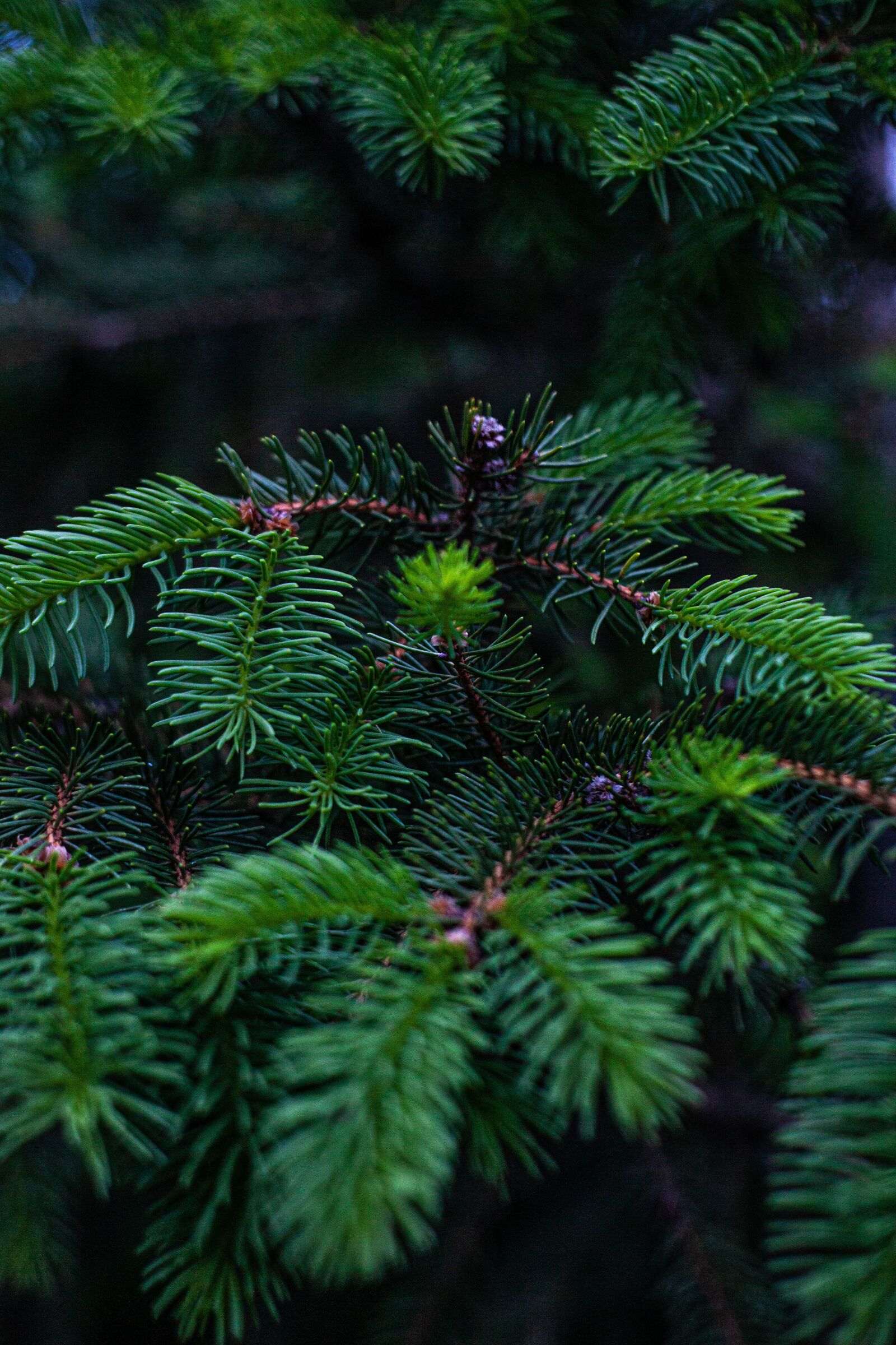 Canon EF 50mm F1.8 II sample photo. Tree, wood, in the photography