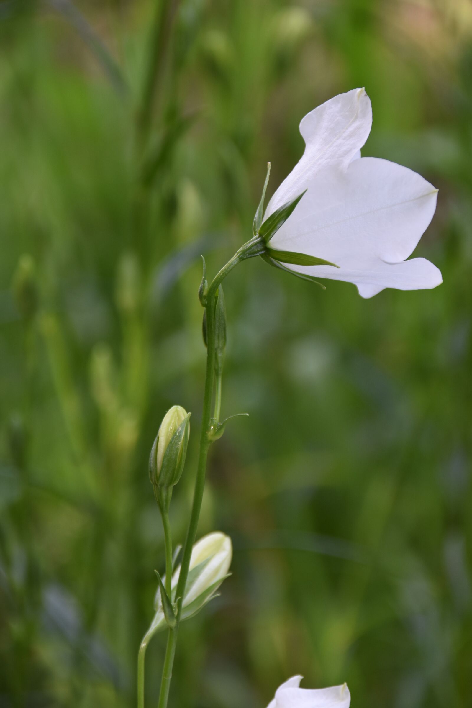 Nikon D5600 sample photo. White flower, green stem photography