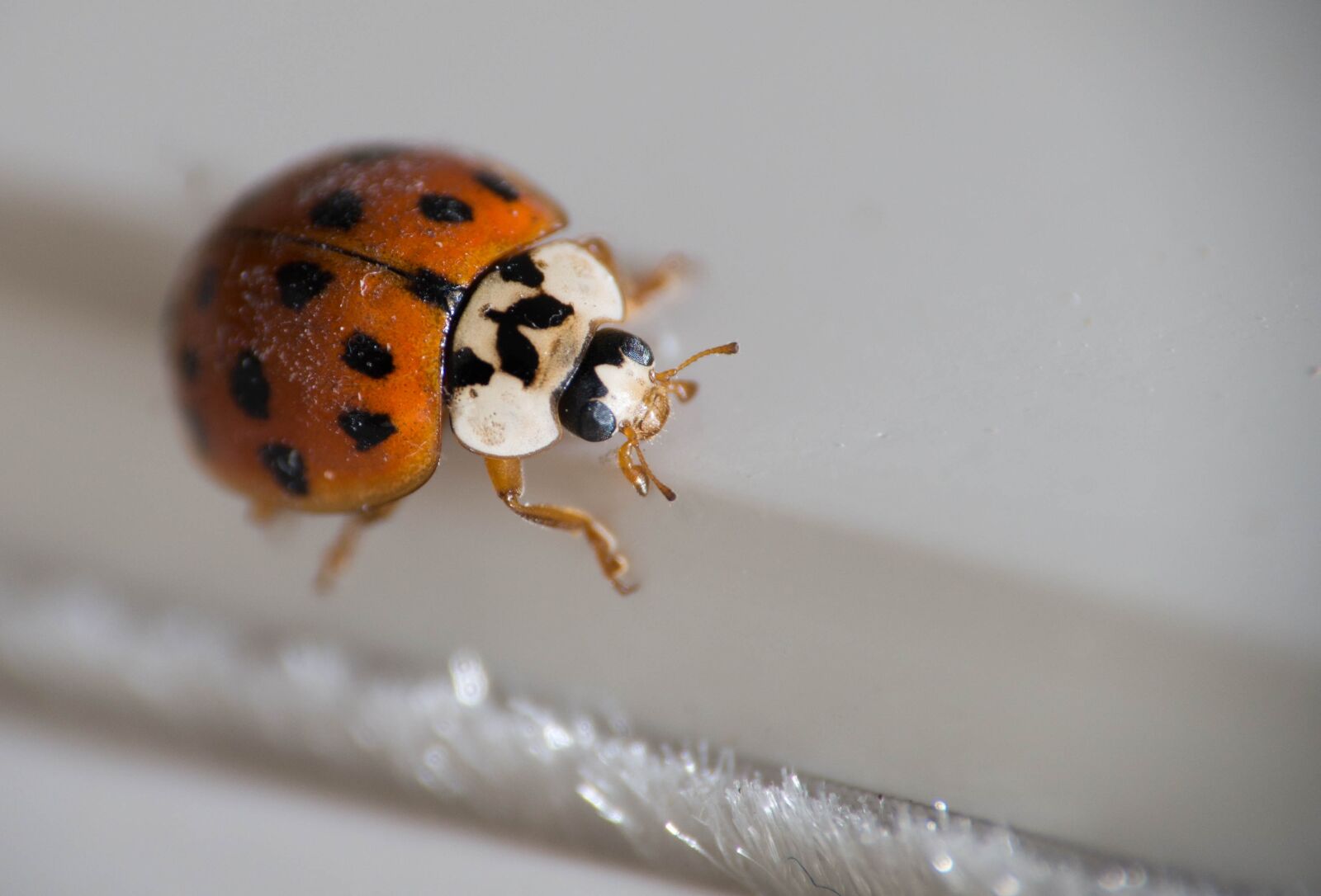 Nikon D800E sample photo. Insect, bug, beetle photography