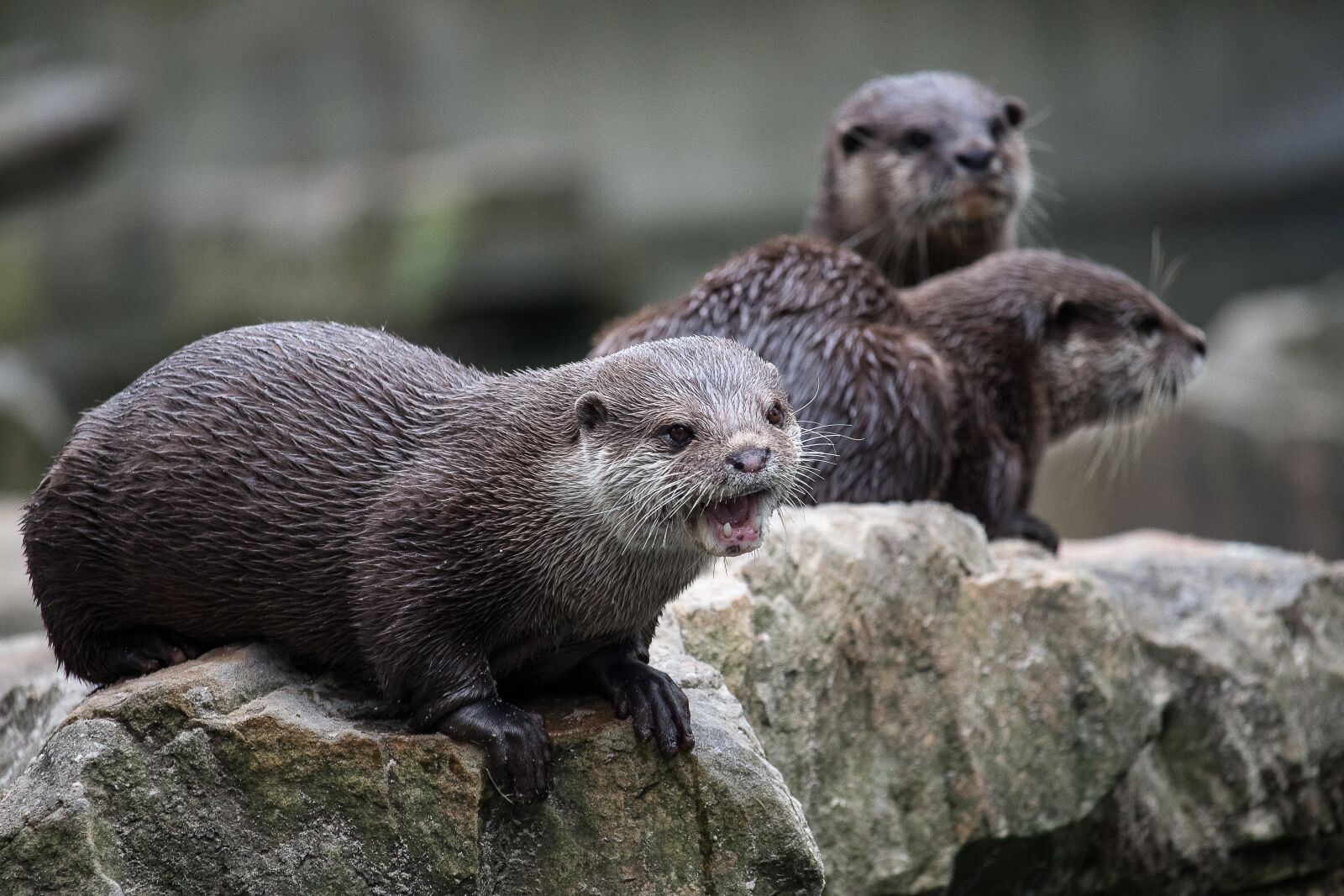 Canon EF-S 55-250mm F4-5.6 IS STM sample photo. Otter, mammal, rodent photography