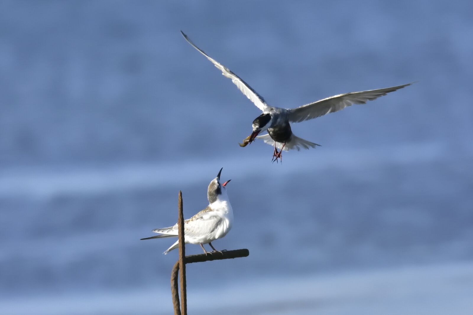 Nikon D7200 sample photo. Delta, ebro, common photography