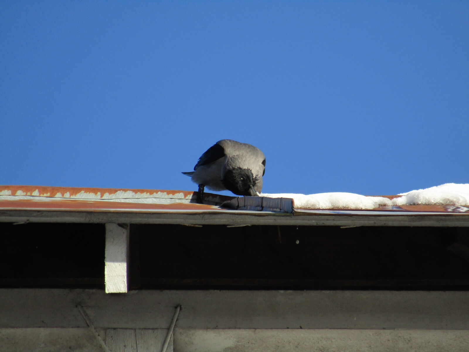 Canon PowerShot SX420 IS sample photo