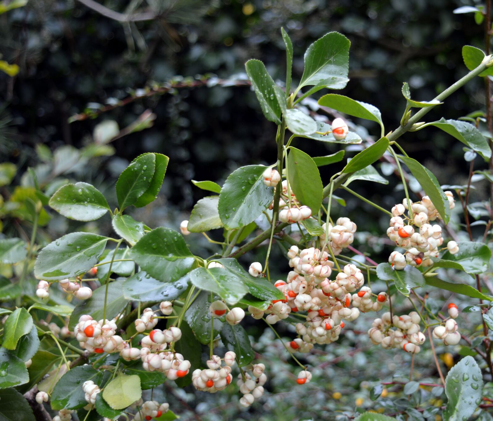 Nikon D3200 sample photo. Snow berry, knallerbse, bush photography