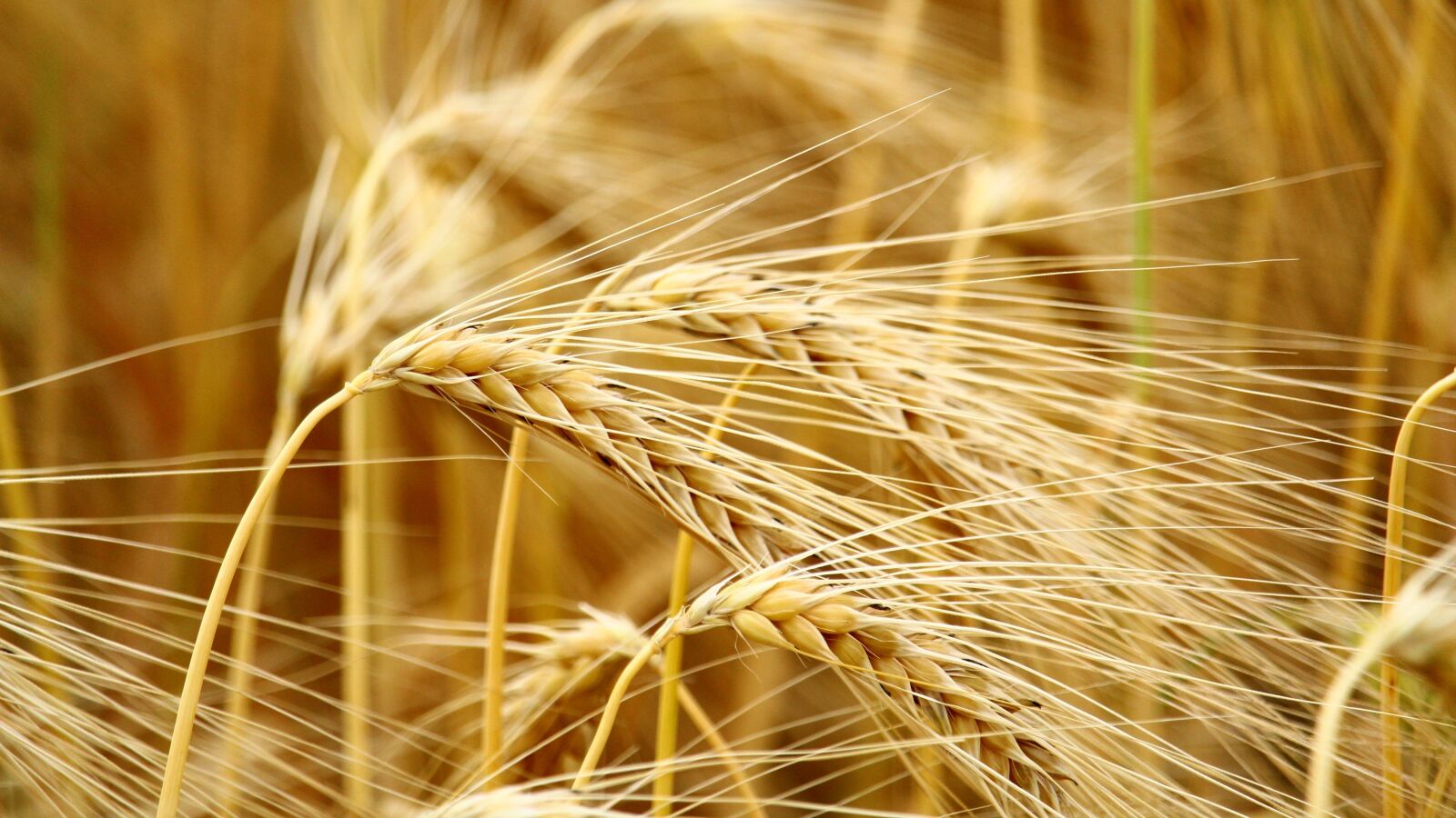Canon EOS 1300D (EOS Rebel T6 / EOS Kiss X80) sample photo. Cereals, barley, field photography