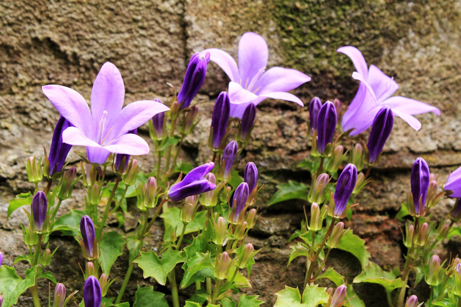 Canon EOS 2000D (EOS Rebel T7 / EOS Kiss X90 / EOS 1500D) sample photo. Flower, bluebell, blue star photography