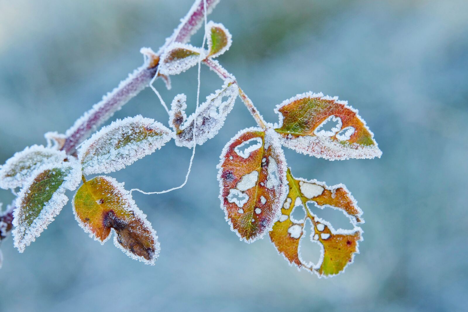 Panasonic Lumix DMC-FZ1000 sample photo. Hoarfrost, frost, leaf photography