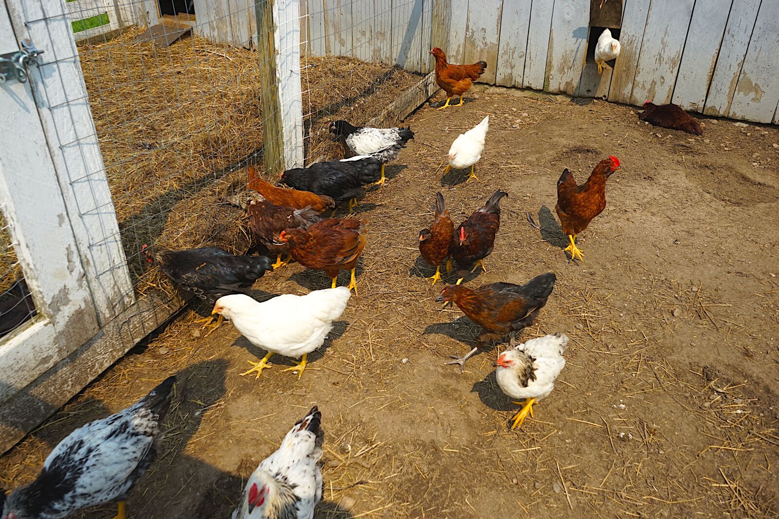 Sony a7 sample photo. Chickens, hens, hens in photography