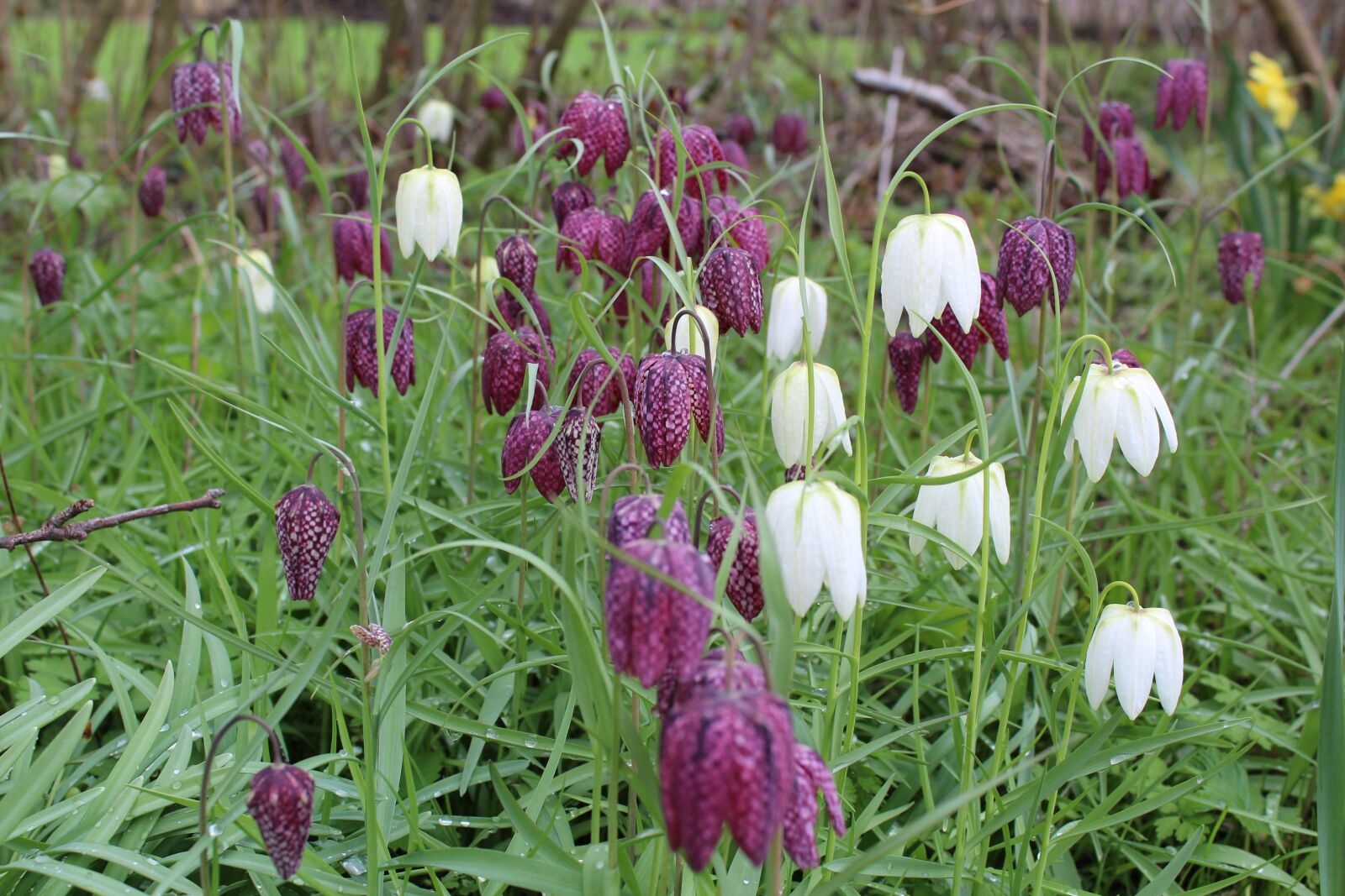 Canon EOS 1300D (EOS Rebel T6 / EOS Kiss X80) sample photo. Vibeæg, spring, fritillaria photography