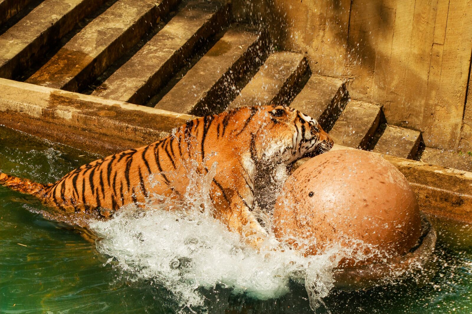 Canon EOS 30D sample photo. Tiger, zoo, predator photography