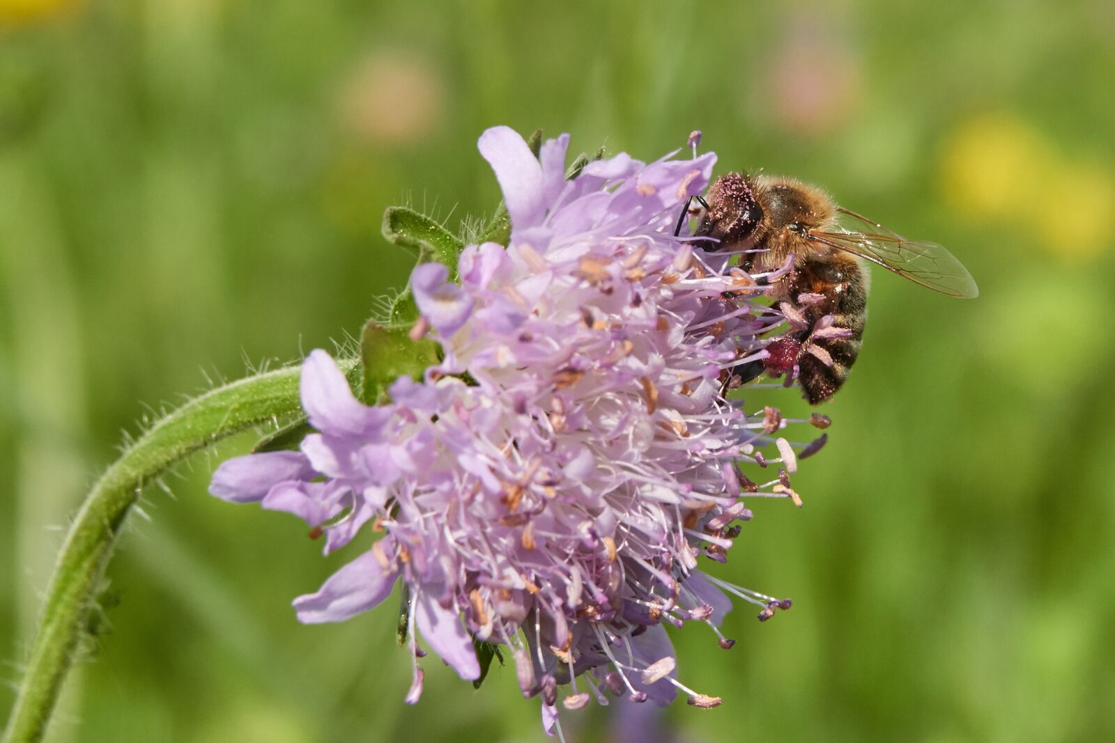 Sony Cyber-shot DSC-RX10 IV sample photo. Bee, bleed, plant photography
