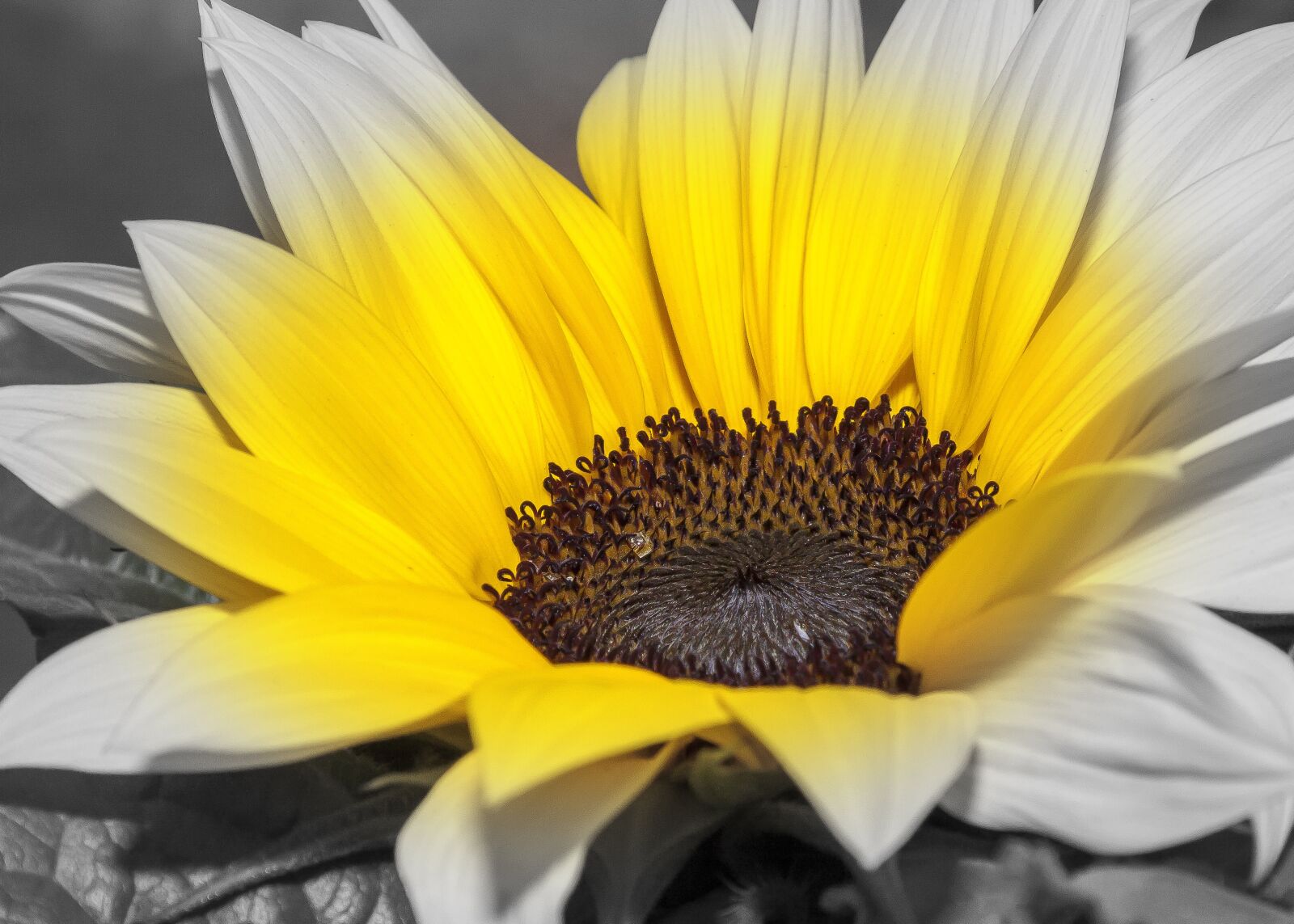 Canon EOS 50D + Canon EF 24-105mm F4L IS USM sample photo. Helianthus, sunflower, color key photography