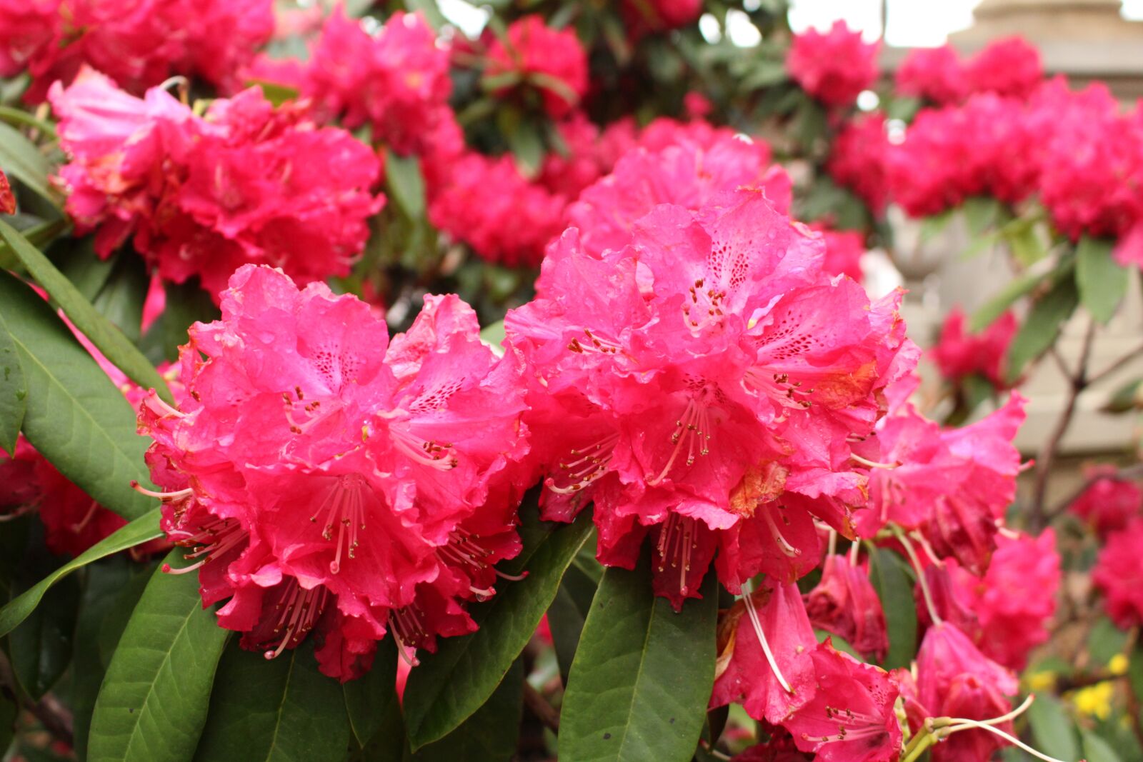 Canon EOS 1300D (EOS Rebel T6 / EOS Kiss X80) sample photo. Flower, red, nature photography