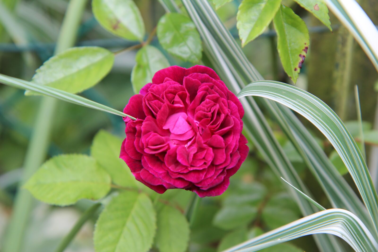 Canon EOS 600D (Rebel EOS T3i / EOS Kiss X5) sample photo. Pink, old rose, red photography