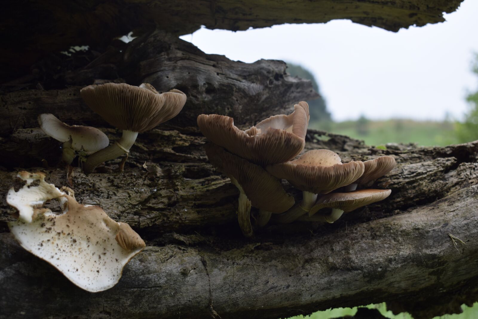 Nikon D3300 sample photo. Mushrooms, landscape, nature photography