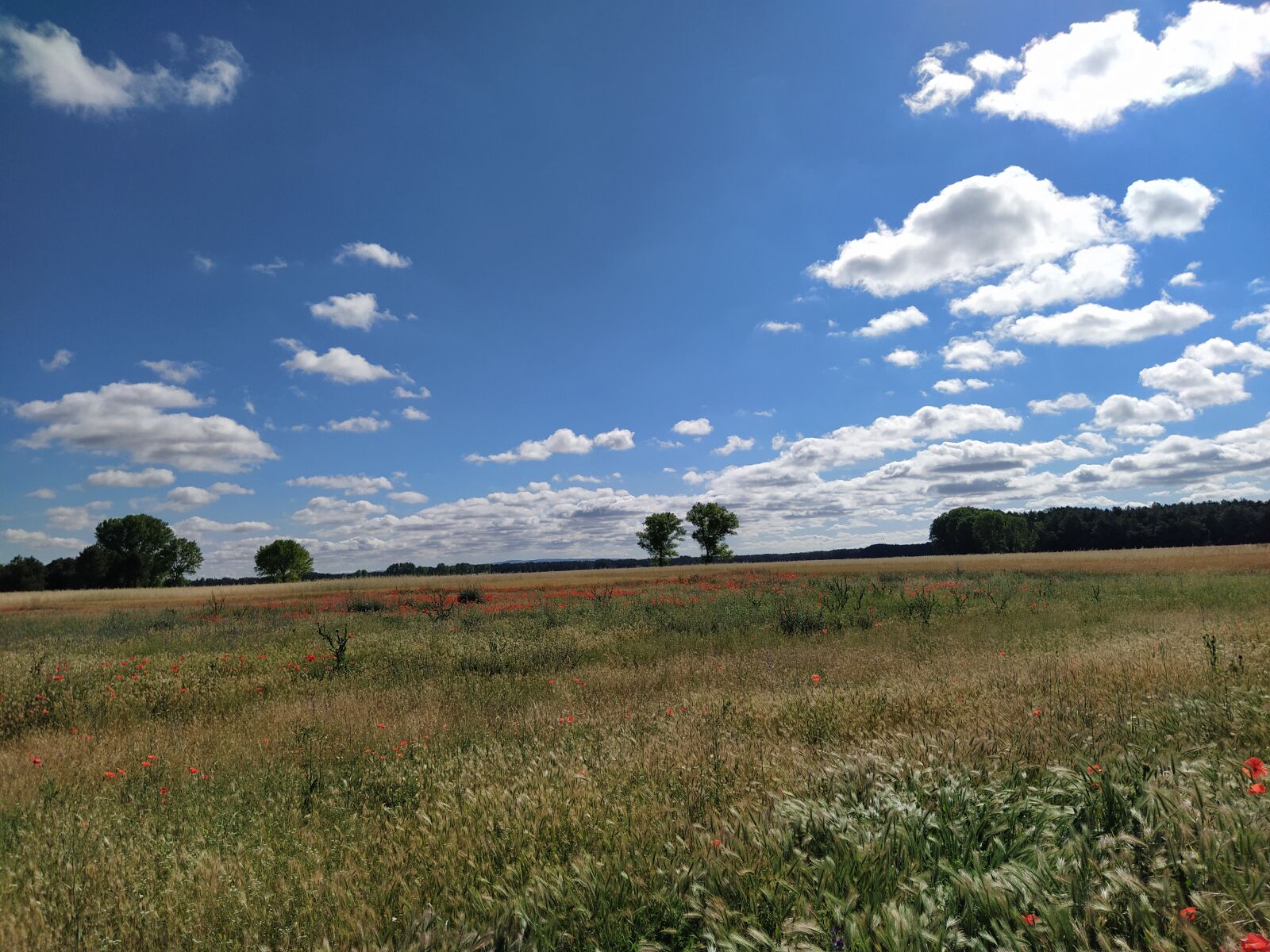 Xiaomi Mi A3 sample photo. Cornfield, cereals, landscape photography