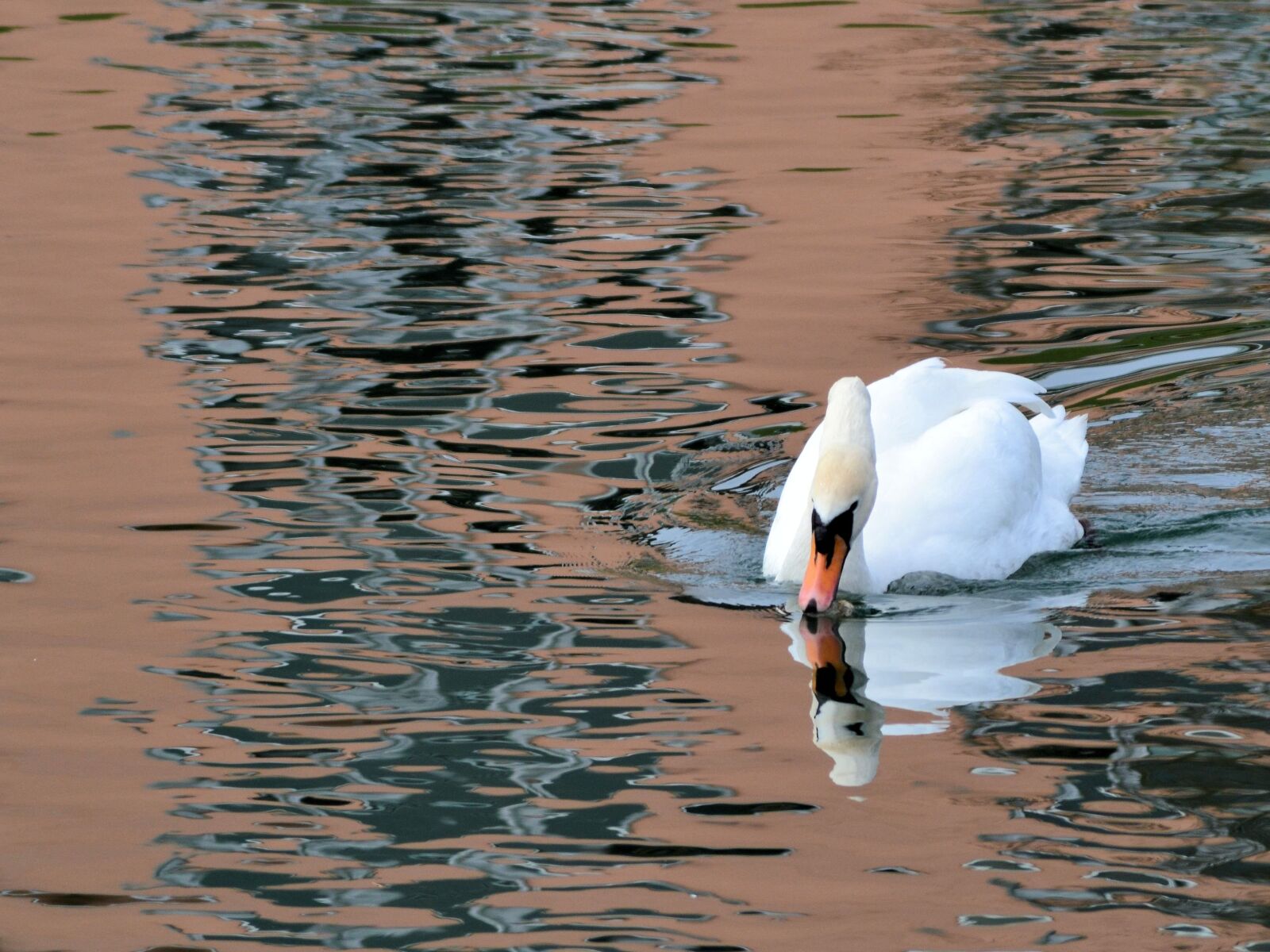 Nikon D3100 sample photo. Swan, bird, water photography