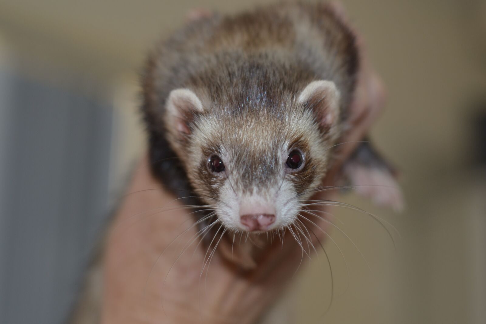 Nikon D3100 sample photo. Cute, mammal, little photography