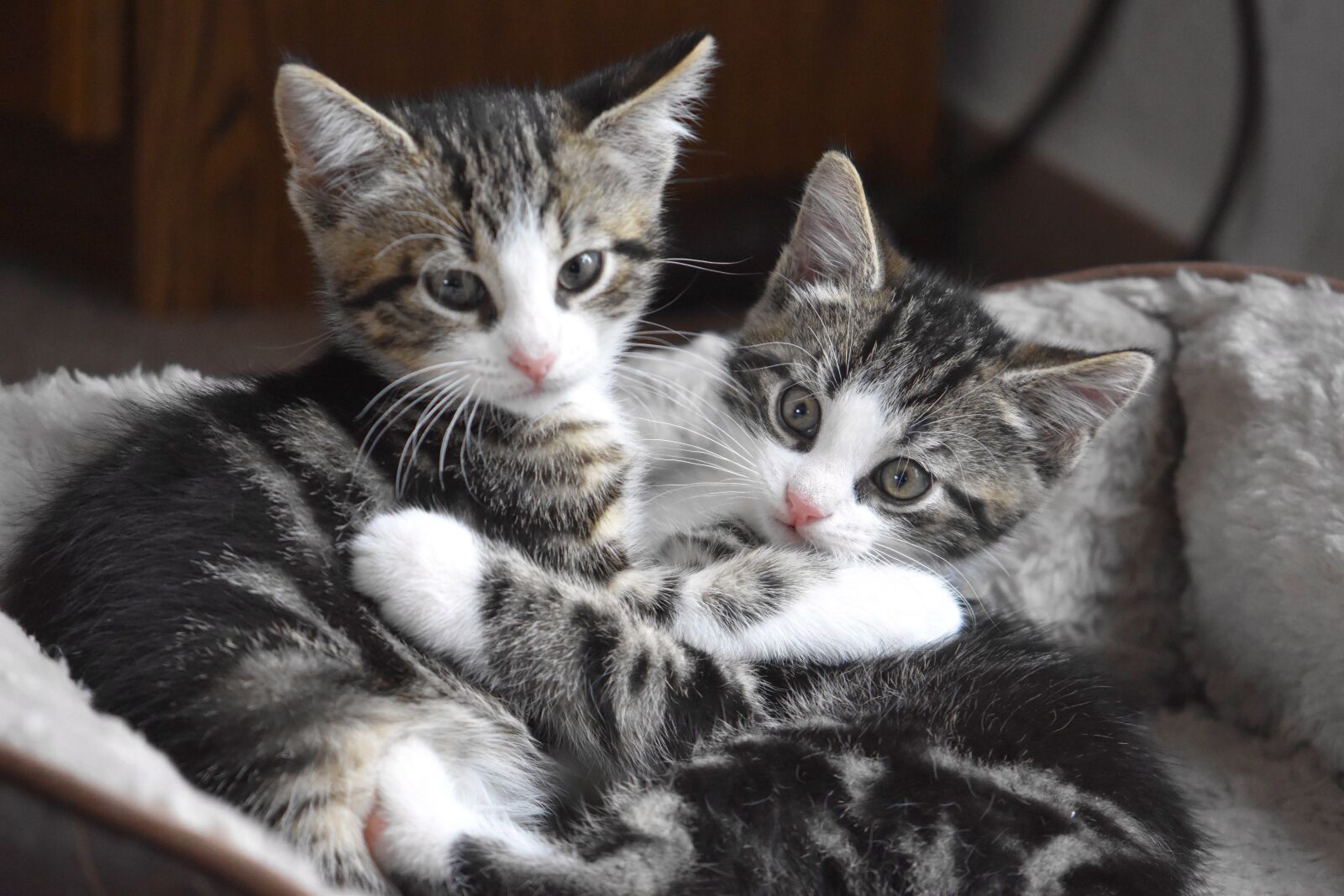 Nikon D5600 sample photo. Cat, kittens, kitten photography