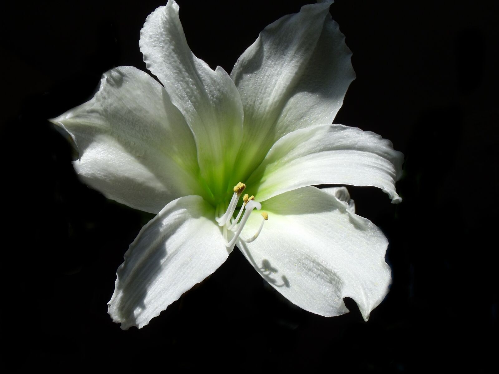 Fujifilm FinePix S1500 sample photo. Flower, white, green photography