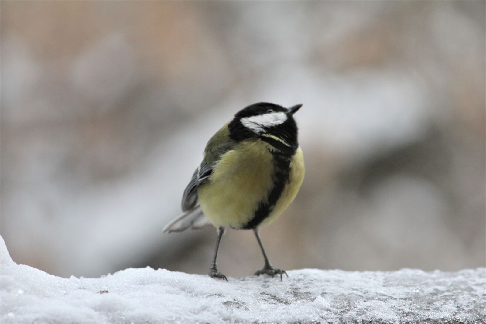 Canon EOS 550D (EOS Rebel T2i / EOS Kiss X4) sample photo. Bird, outdoor, nature photography