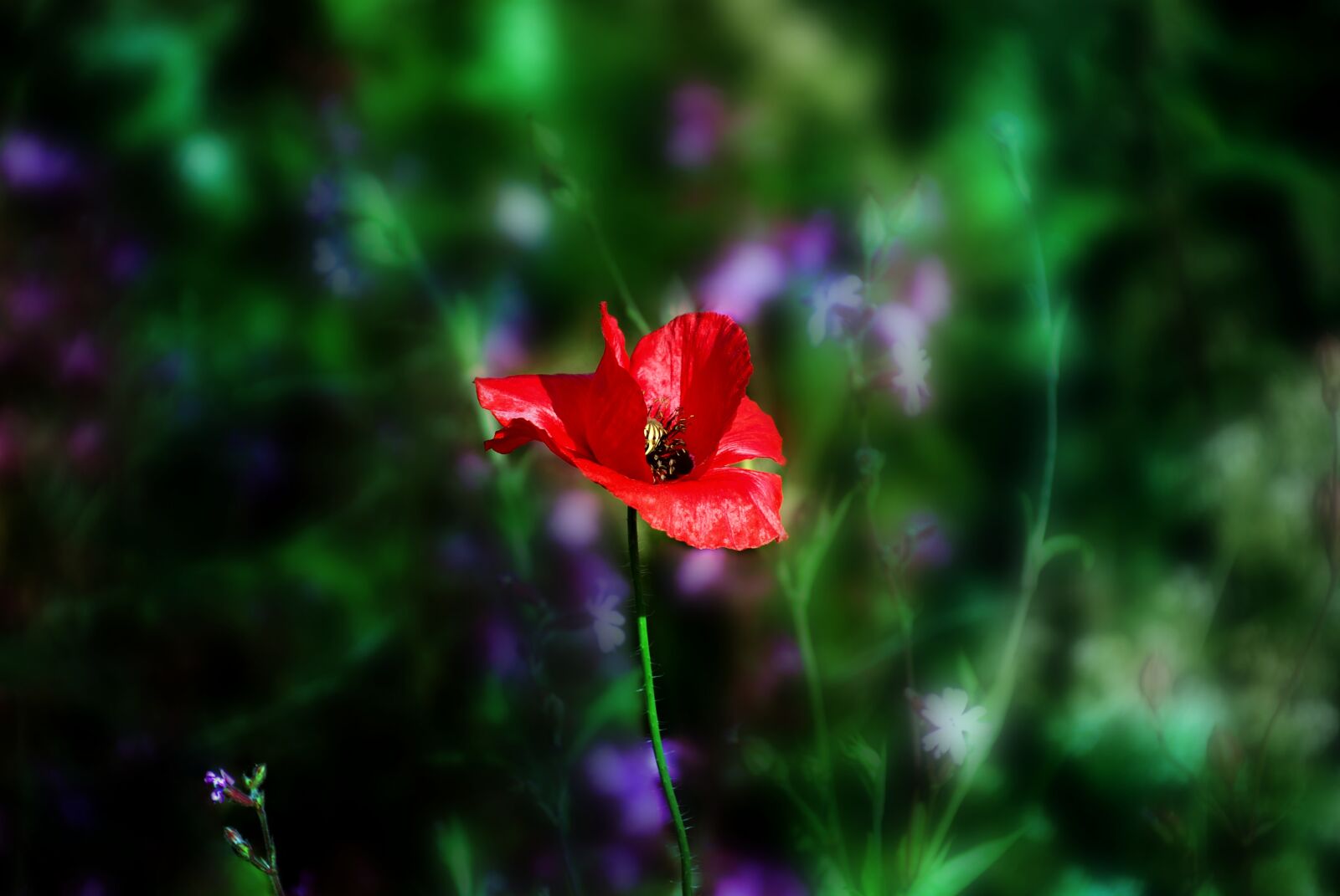 Nikon D80 sample photo. Poppy, nature, flower poppy photography