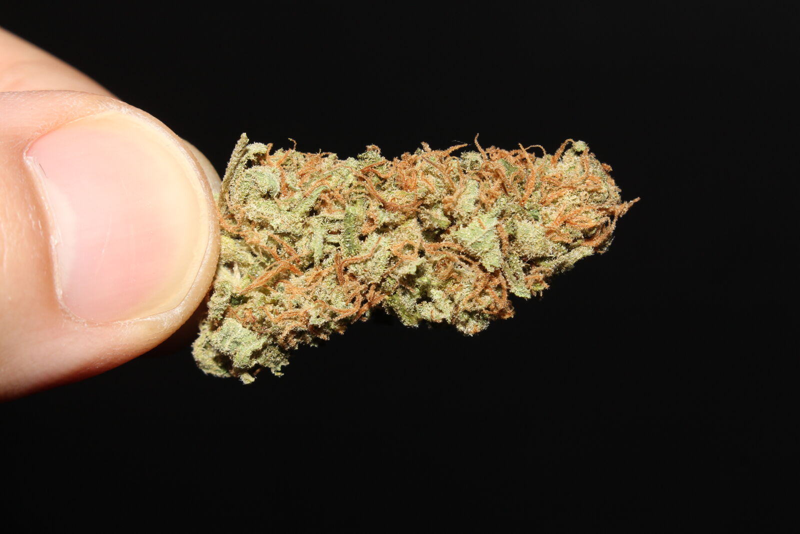 Canon EOS 700D (EOS Rebel T5i / EOS Kiss X7i) sample photo. 420, 710, cannabis, ganja photography