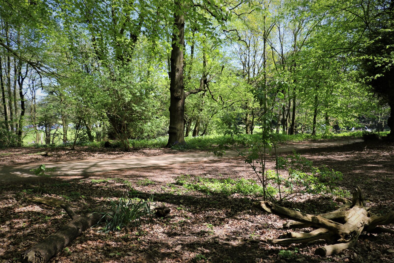 Canon EOS 7D Mark II sample photo. Forest, trees, nature photography