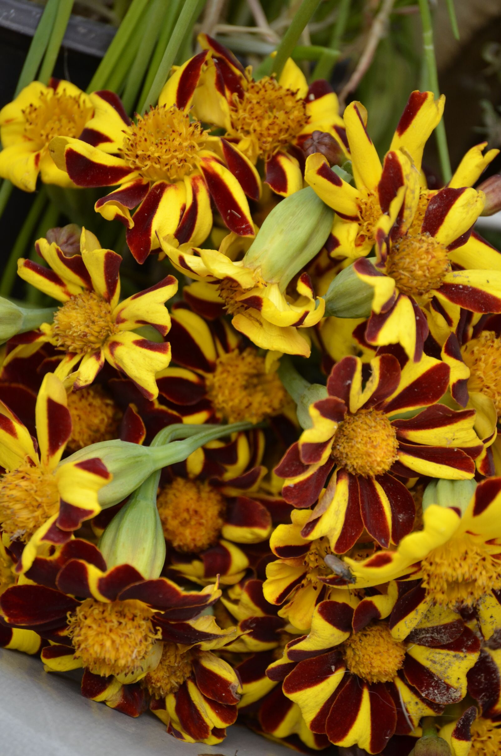 Nikon D5100 sample photo. Autumn, flower, autumn-flowers photography
