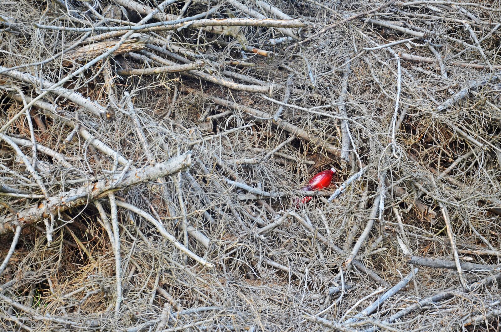 Nikon D5100 sample photo. Branches, calamity, bottle photography