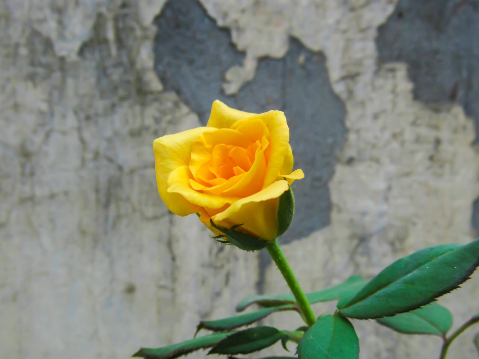 Canon PowerShot SX520 HS sample photo. Anniversary, background, beautiful photography