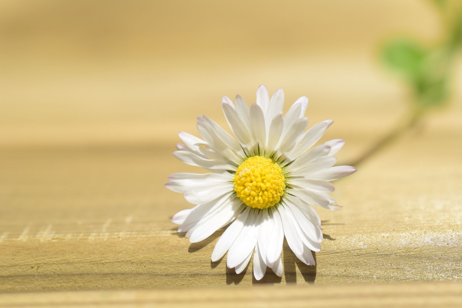 Nikon D3300 sample photo. Daisy, lonely, nature photography