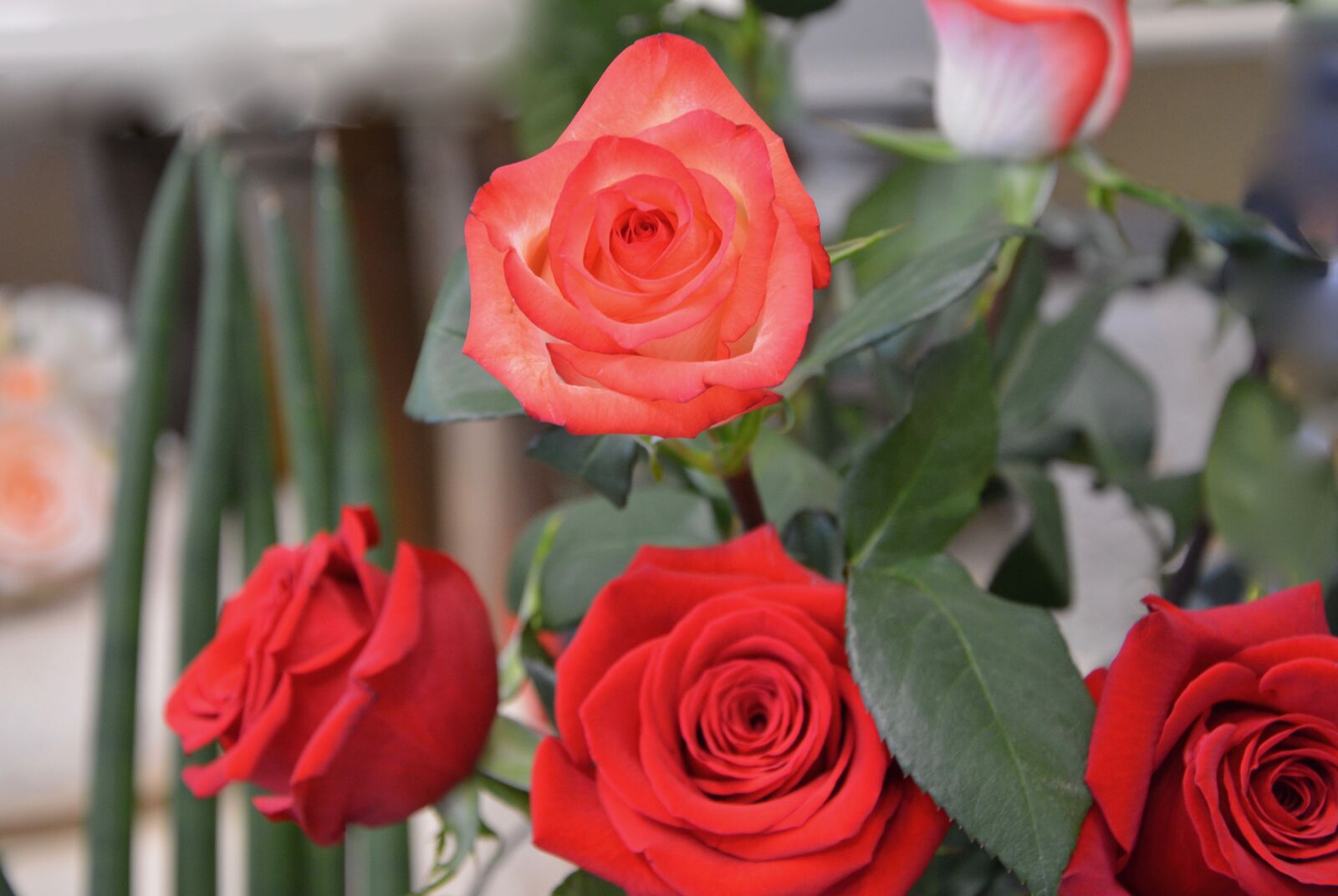Nikon D5200 sample photo. Pink, roses, red photography