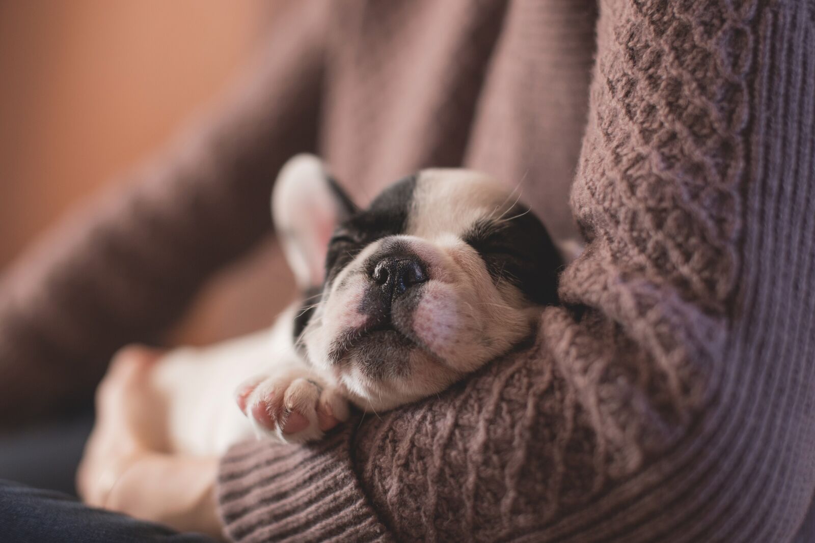 Canon EOS 6D sample photo. Adorable, animal, canine photography