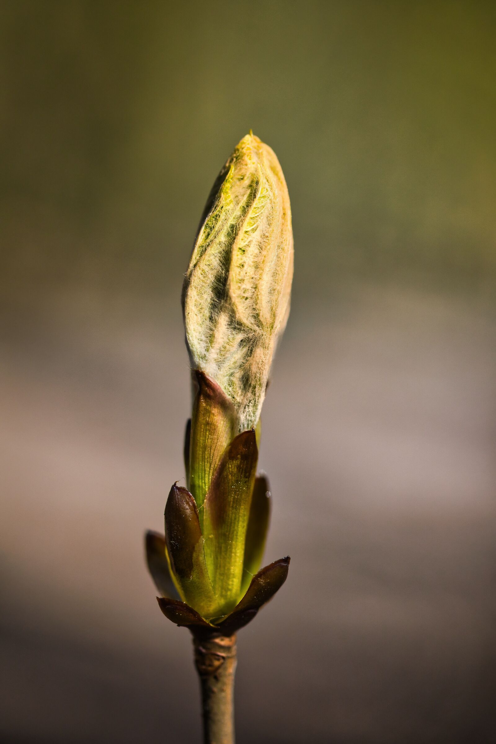 Canon EOS RP sample photo. Chestnut, bud, tree photography