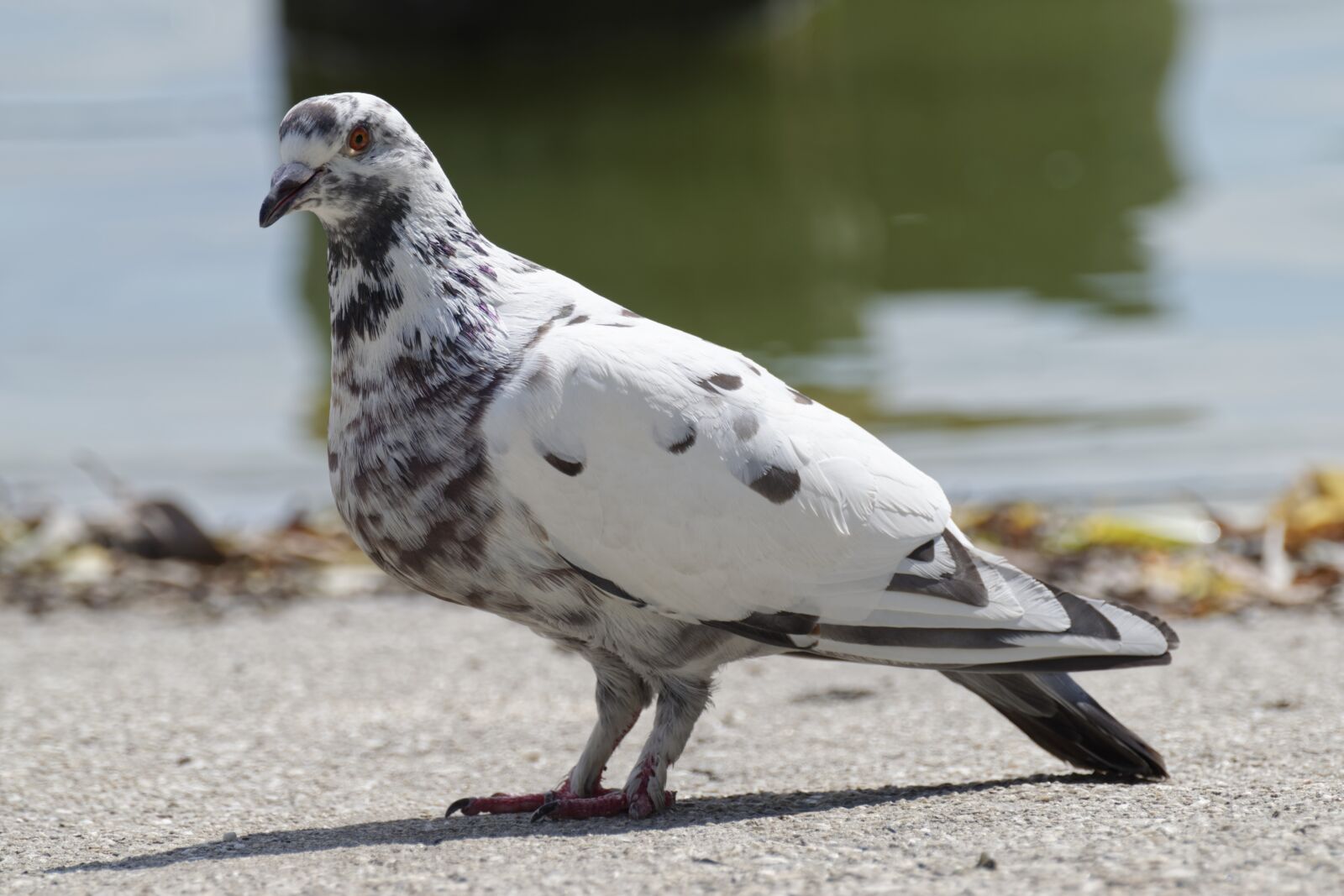 Nikon D5300 sample photo. Bird, dove, they photography