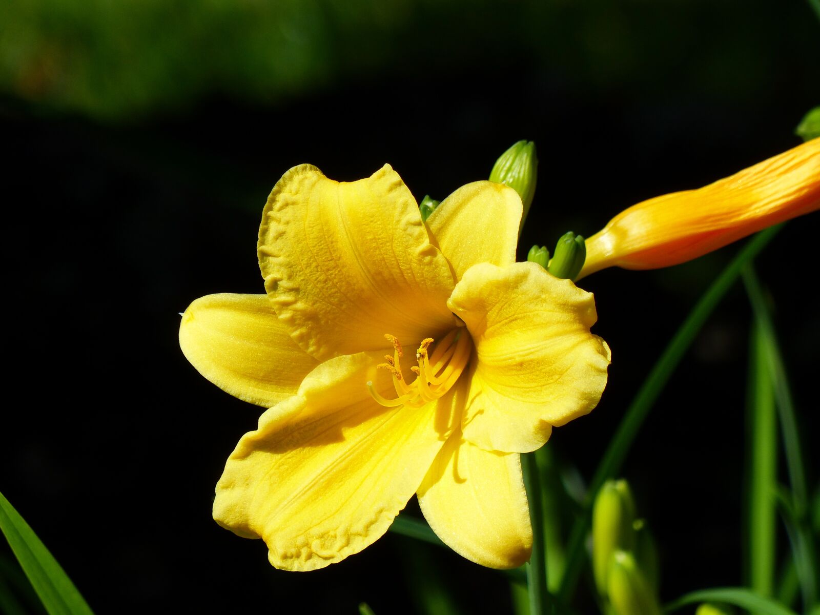 Panasonic Lumix DMC-FZ200 sample photo. Lily, yellow, close up photography