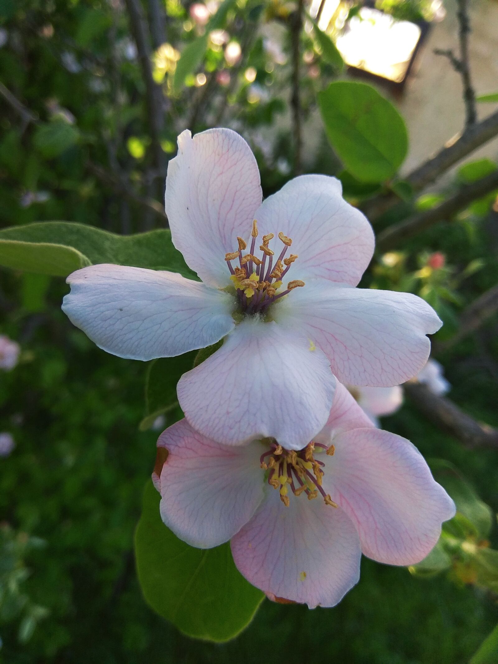 Xiaomi Redmi Note 4 sample photo. Flowers, plants, nature photography