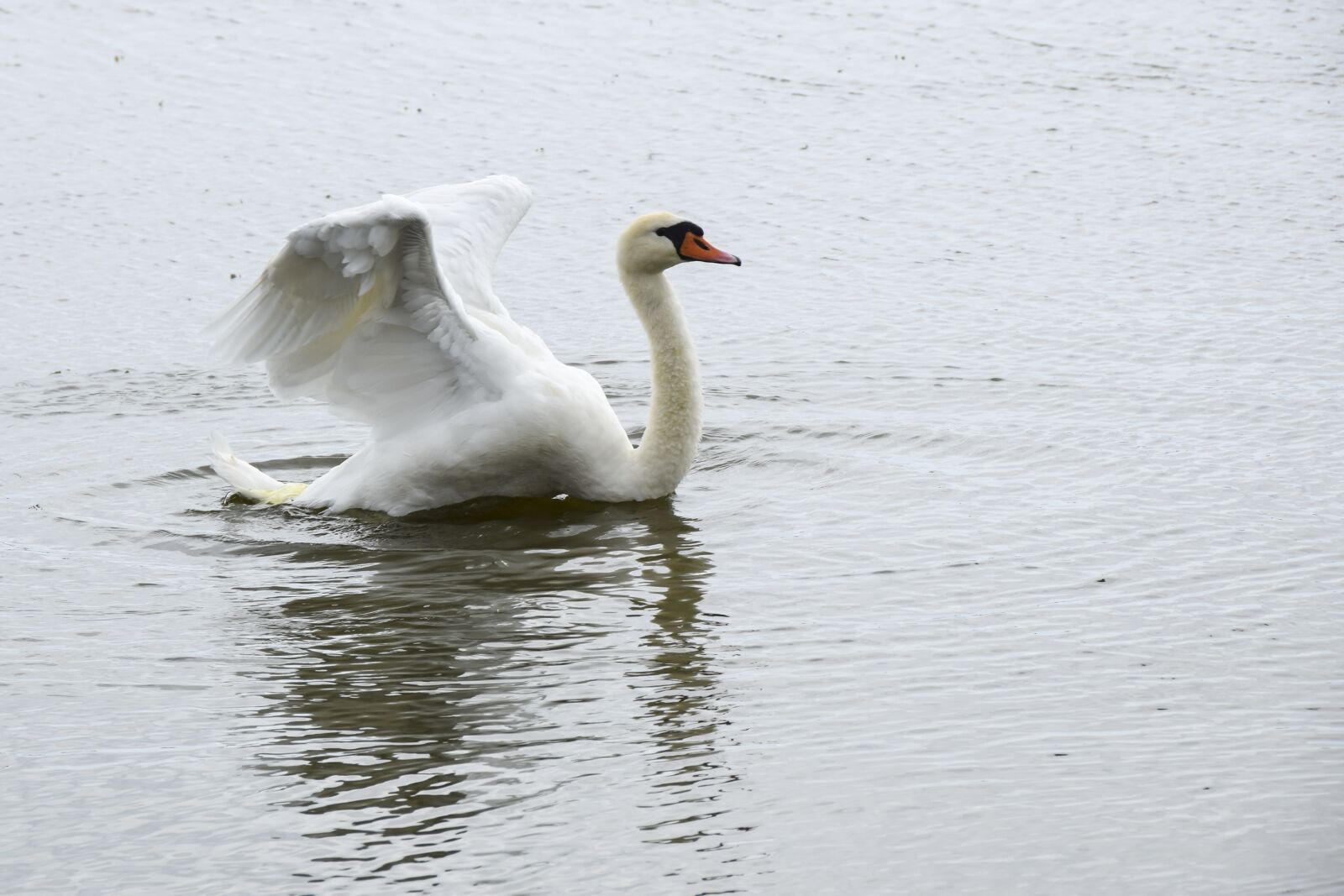 Nikon D5300 sample photo. Swan, bird, white photography