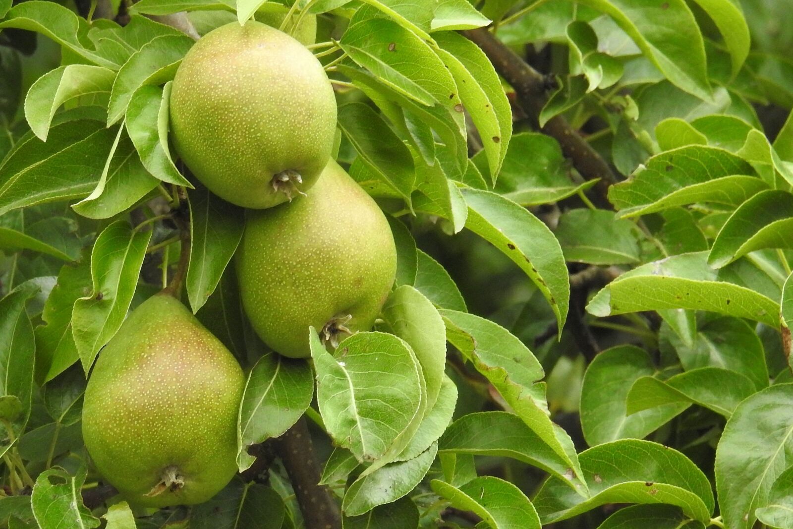 Nikon Coolpix P900 sample photo. Pears, pear, fruit photography