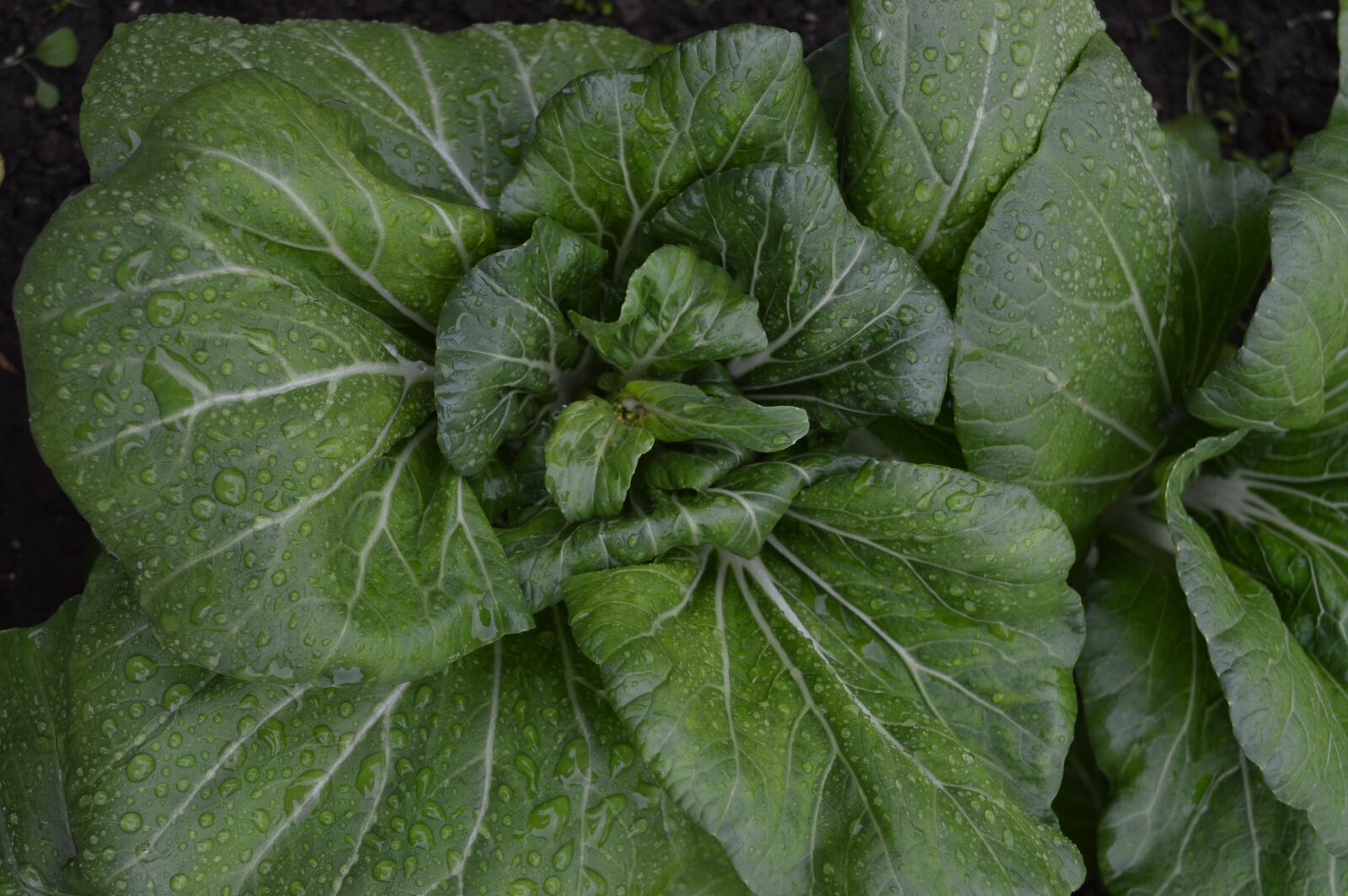 Nikon D3200 sample photo. Salad, green, sheet photography