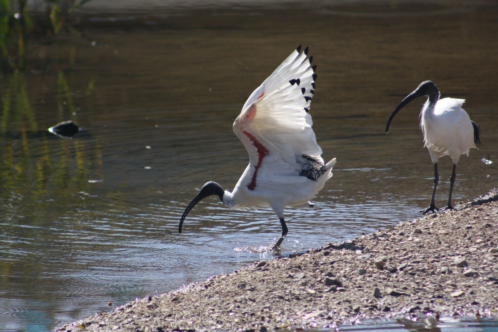 Canon EOS 1000D (EOS Digital Rebel XS / EOS Kiss F) sample photo. Ibis, bird, nature photography