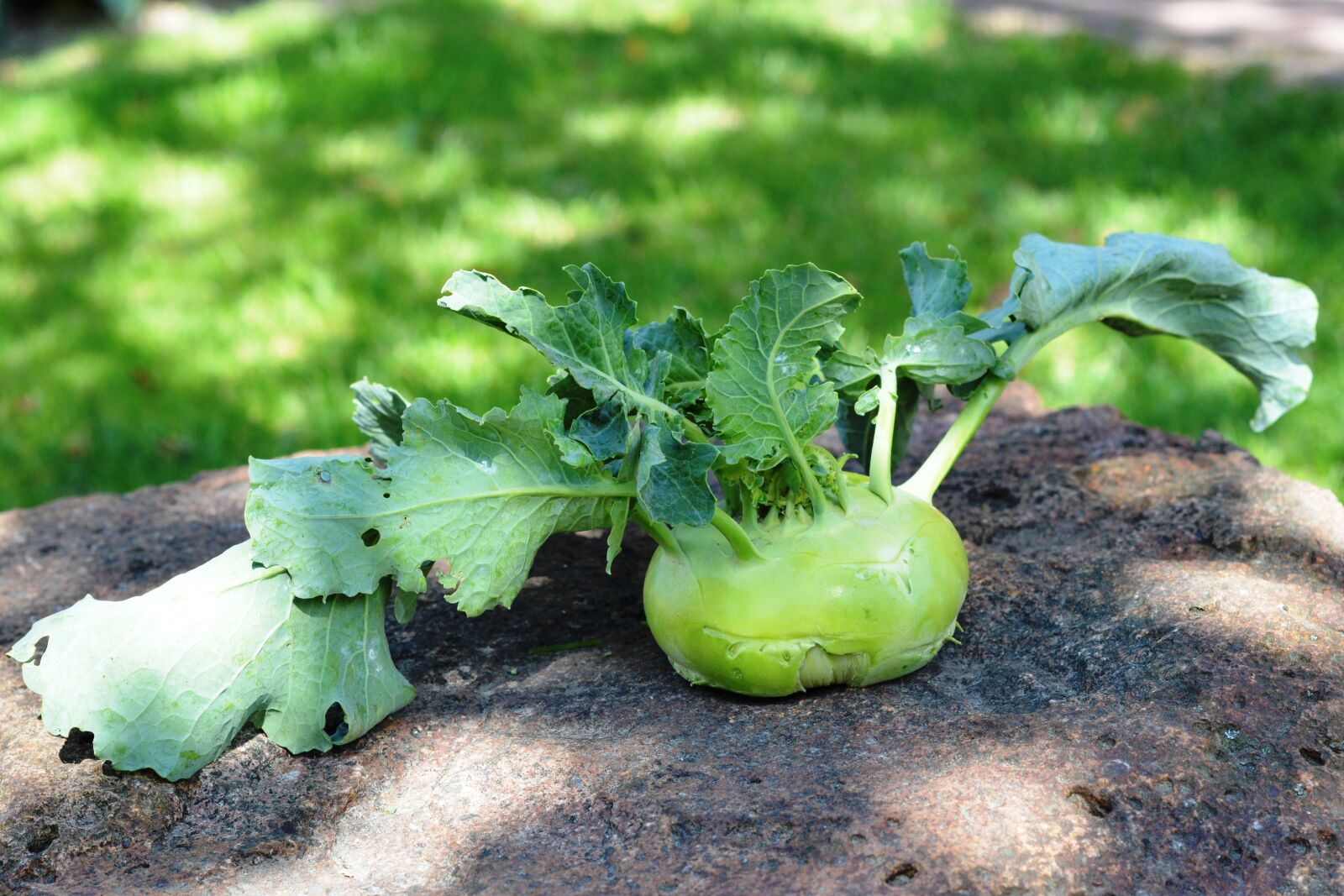 Nikon D5200 sample photo. Chinese cabbage ' kohlrabi photography