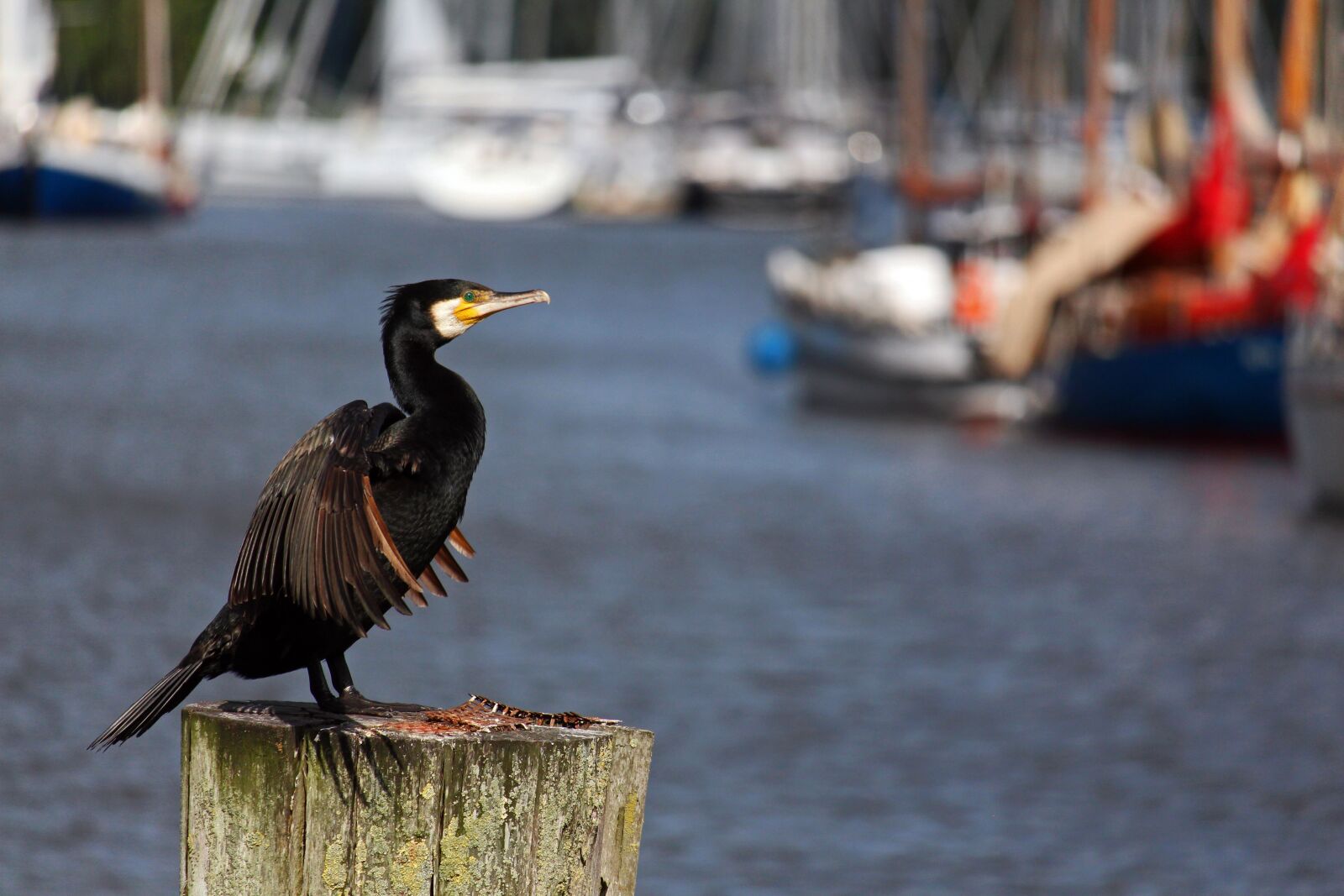 Canon EOS 700D (EOS Rebel T5i / EOS Kiss X7i) + Canon EF-S 55-250mm F4-5.6 IS STM sample photo. Cormorant, greifswald, port photography