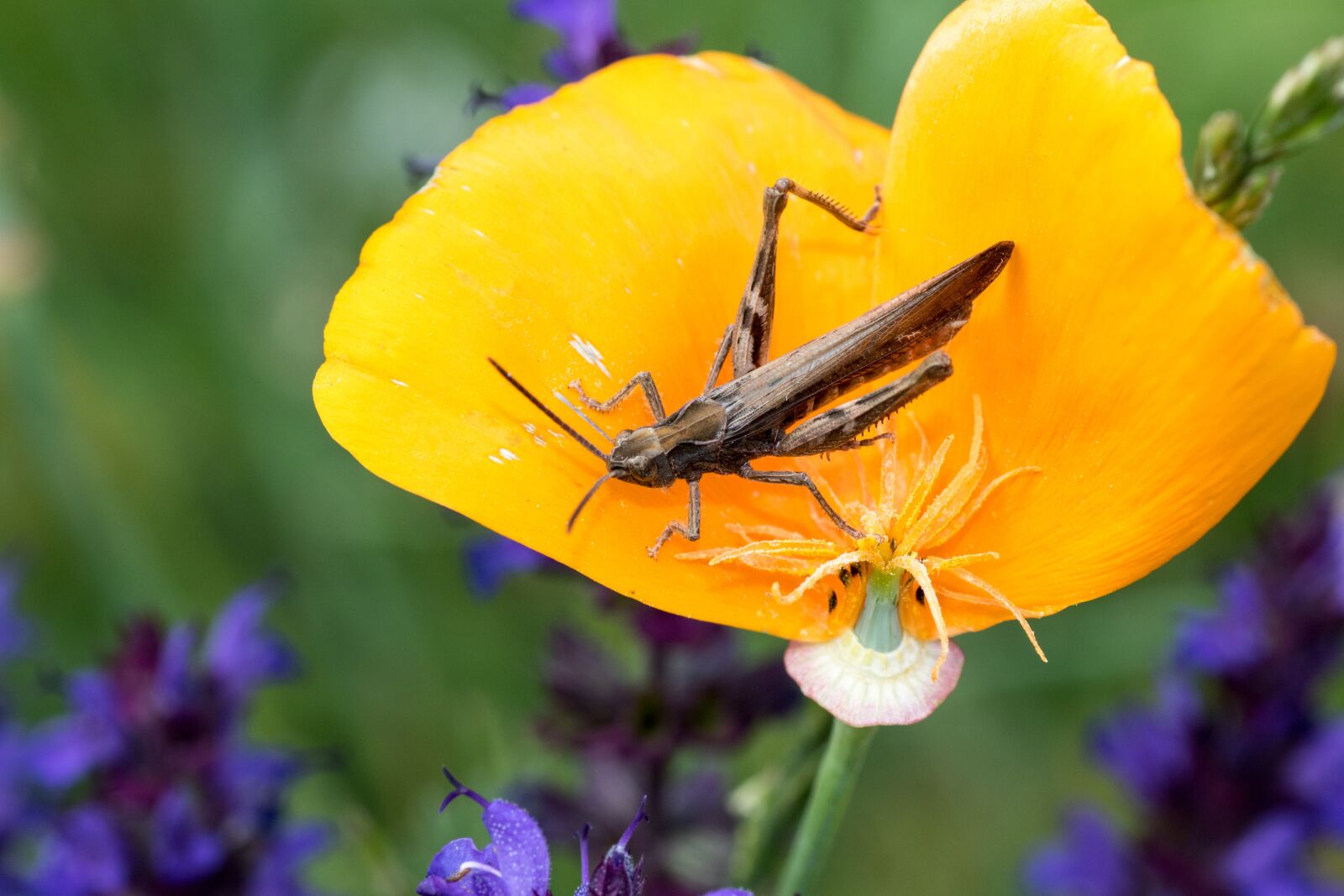 Canon EOS 7D Mark II sample photo. Brown grasshopper, grasshopper, caelifera photography