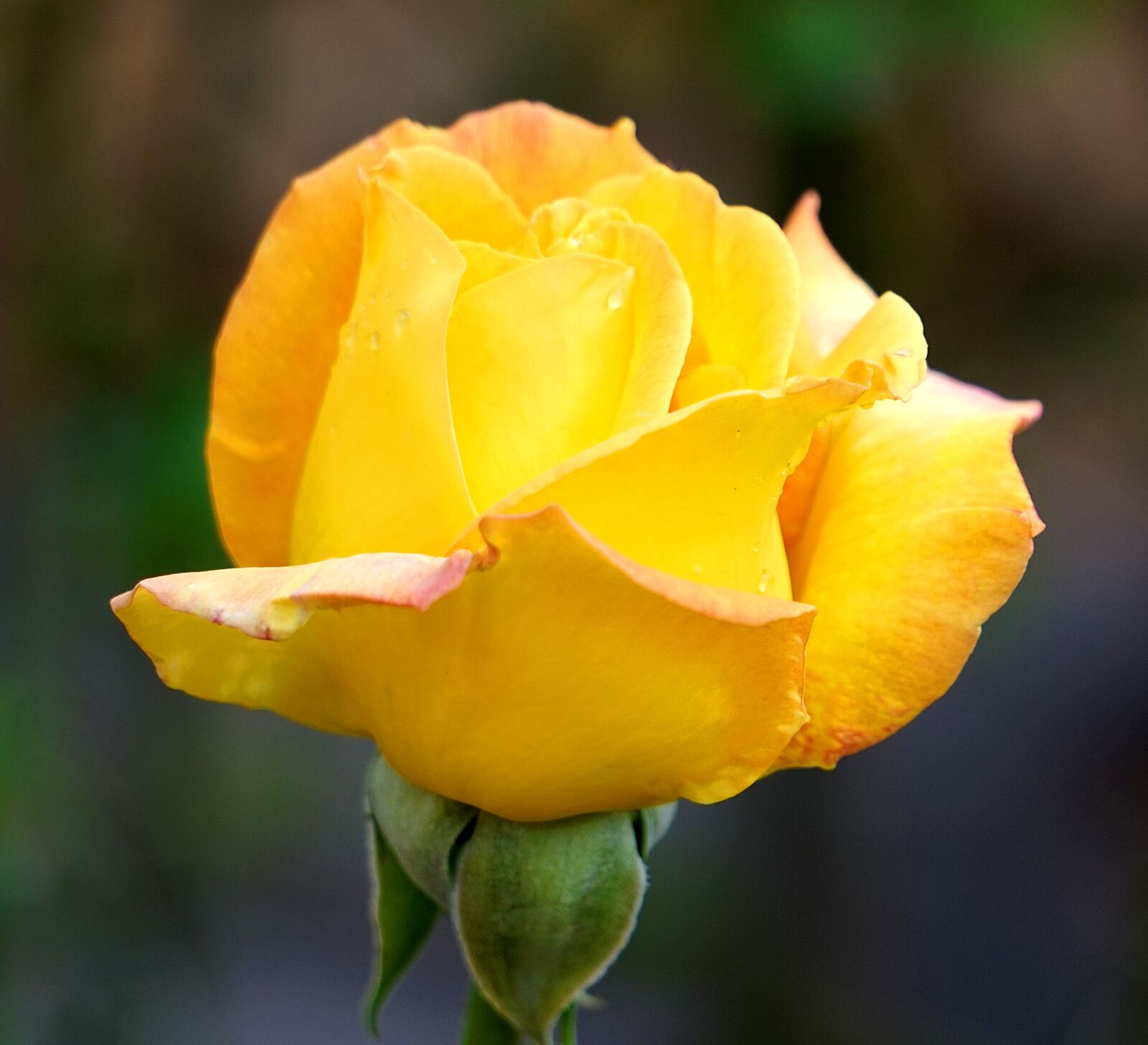 Sony Alpha a5000 (ILCE 5000) + Sony E 55-210mm F4.5-6.3 OSS sample photo. Rose, yellow, blossom photography