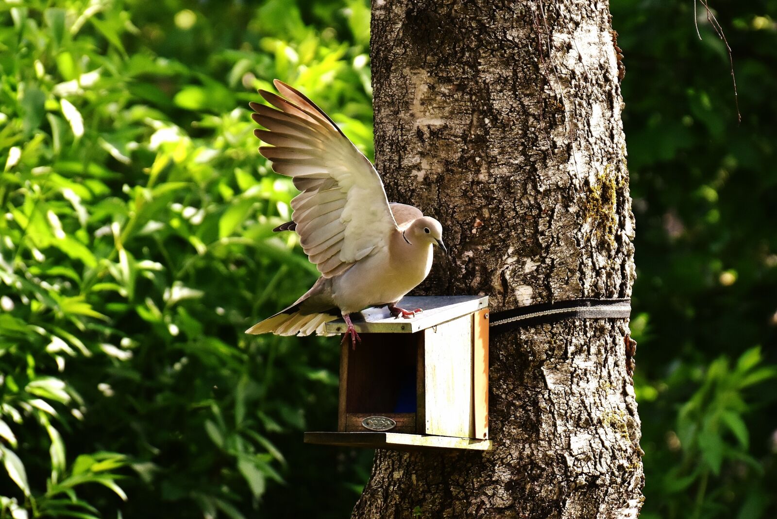 Nikon D7200 sample photo. Dove, bird, food photography