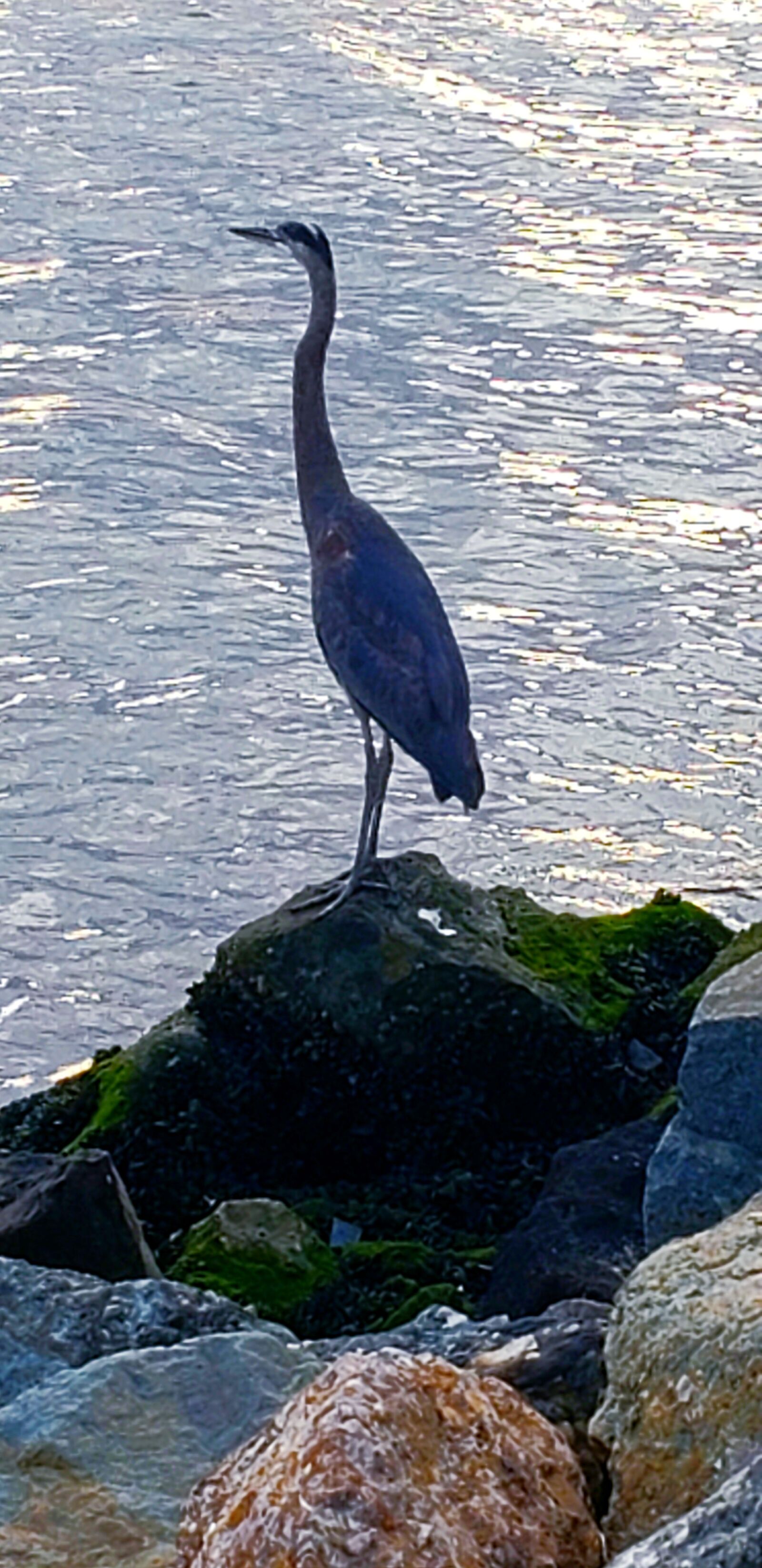 Samsung Galaxy S9 sample photo. Stork, bird, ocean photography