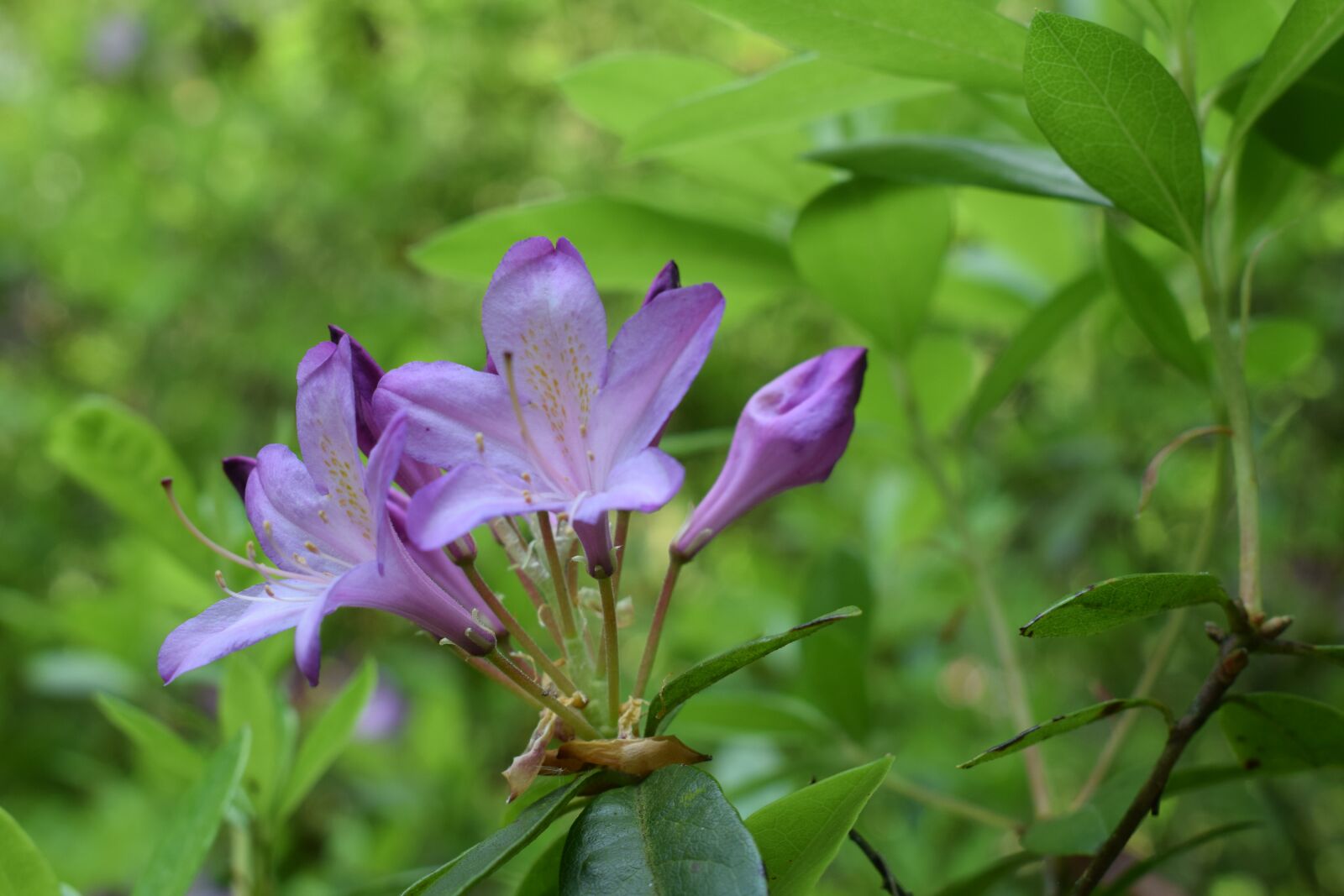 Nikon D3300 sample photo. Green, flower, nature photography