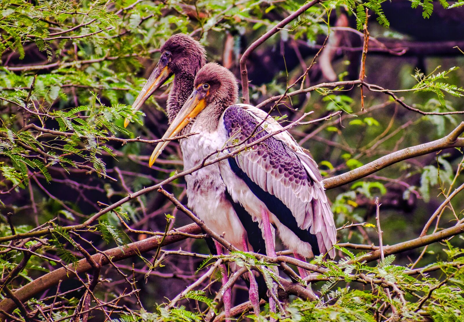 Nikon D5300 sample photo. Stork bird, bird, indian photography